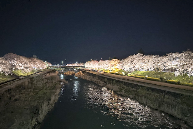 Fukumitsu 1000 Cherry Blossom Illumination