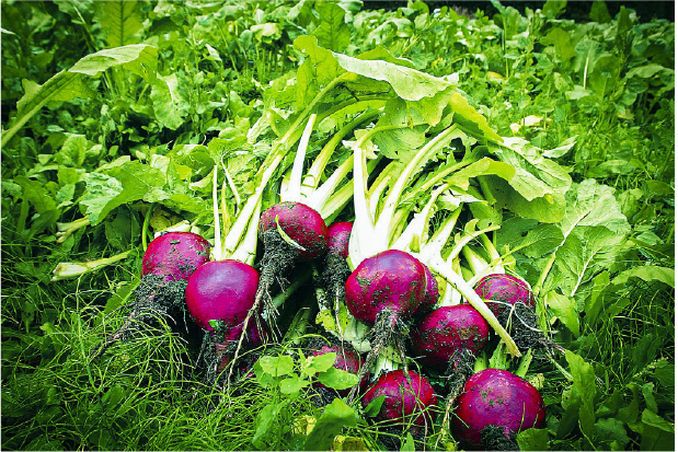 Red Turnips