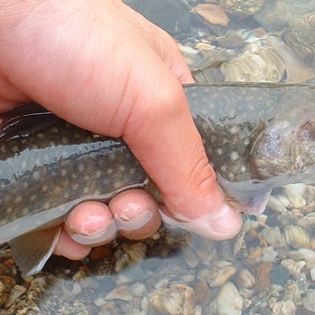 Experience Catching Char Fish by Hand［Toga International Campground］