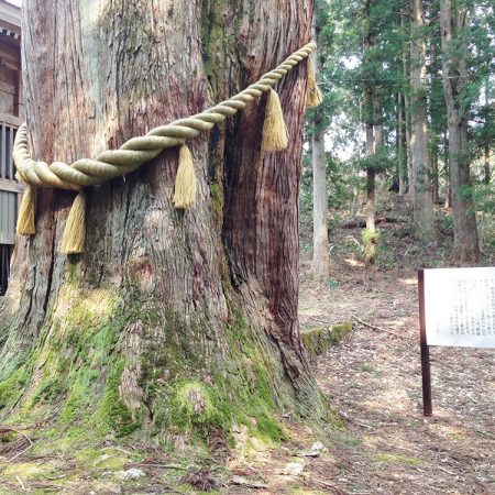 Sakaue Great Cedar (Sakaue no Oosugi)