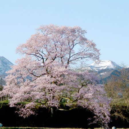 Mukaino Cherry Blossom Tree