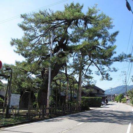 Tomoezuka Pine(Tomoezuka no Matsu)