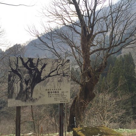 The Wakidani Horse Chestnut (Wakidani no Tochinoki)