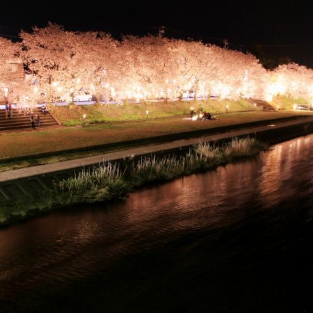 The Fukumitsu 1000 Cherry Blossom Illumination