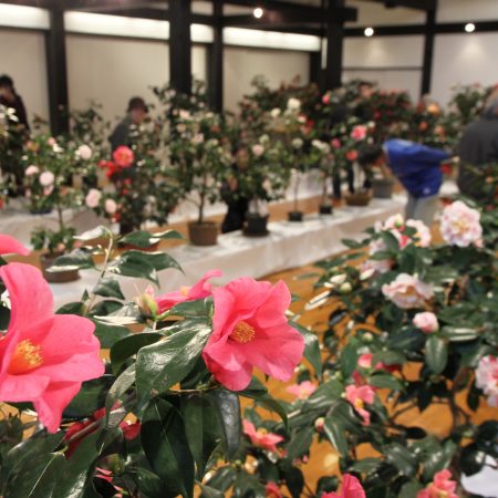 Inokuchi Village, Nanto Camellia Festival