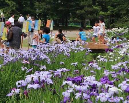 高瀬遺跡菖蒲祭り