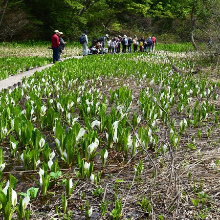 縄ヶ池ミズバショウ群生地