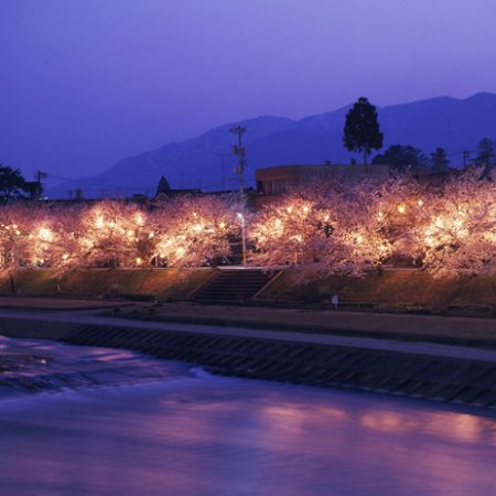 ふくみつ千本桜ライトアップ