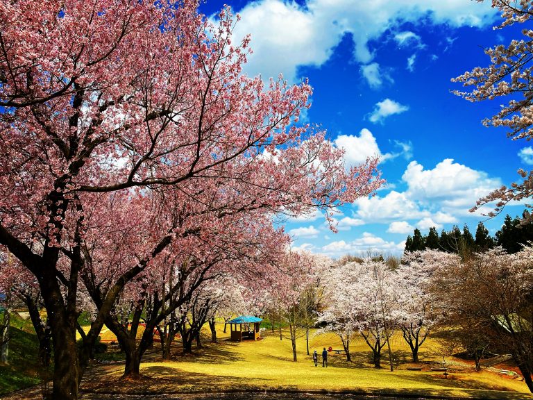 桜ヶ池｜南砺市の観光情報サイト「旅々なんと」