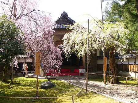 【城端】しだれ桜まつり @ 城端別院善徳寺、城端中心市街地一円