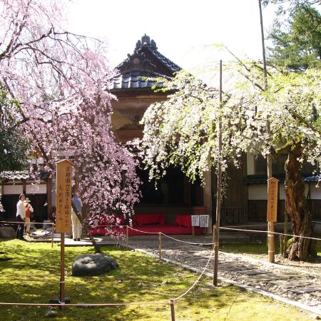 城端しだれ桜まつり