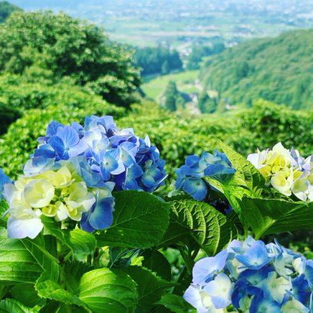 IOX-AROSA あじさいまつり