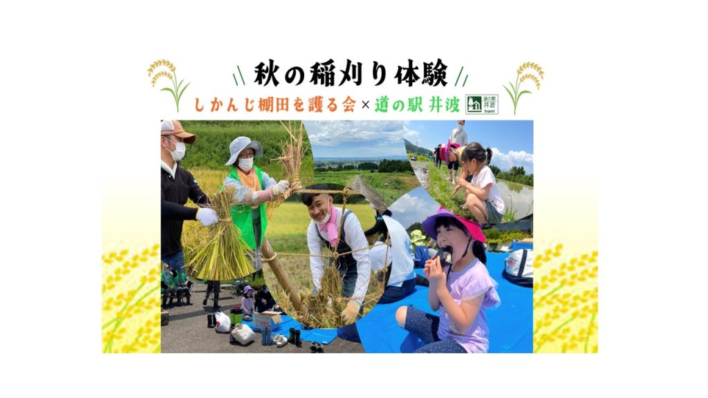 しかんじ棚田で稲刈り体験