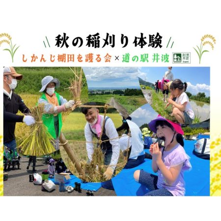 しかんじ棚田で稲刈り体験